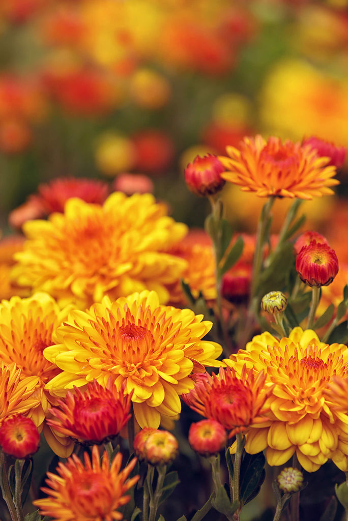 Perennials in Bloom – Month by Month
