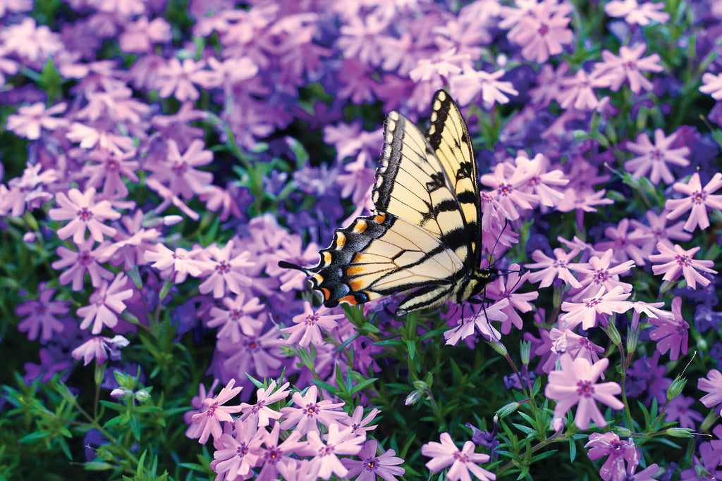 Attracting butterflies to your garden.