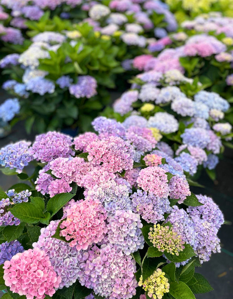 Ryerse Garden Gallery photo 4